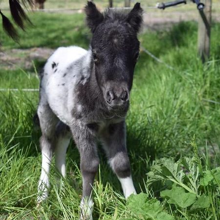 B&B Hoeve Dijkstal Logeren Op De Boerderij Sint Maarten Exteriér fotografie