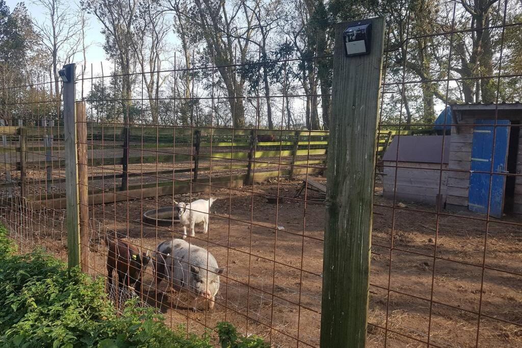 B&B Hoeve Dijkstal Logeren Op De Boerderij Sint Maarten Exteriér fotografie