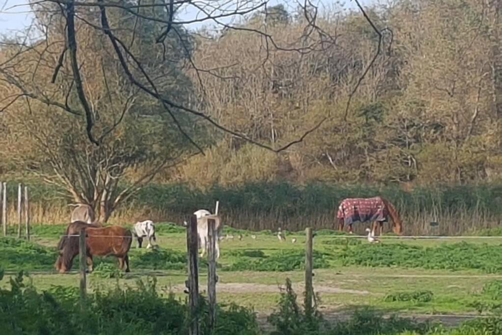 B&B Hoeve Dijkstal Logeren Op De Boerderij Sint Maarten Exteriér fotografie